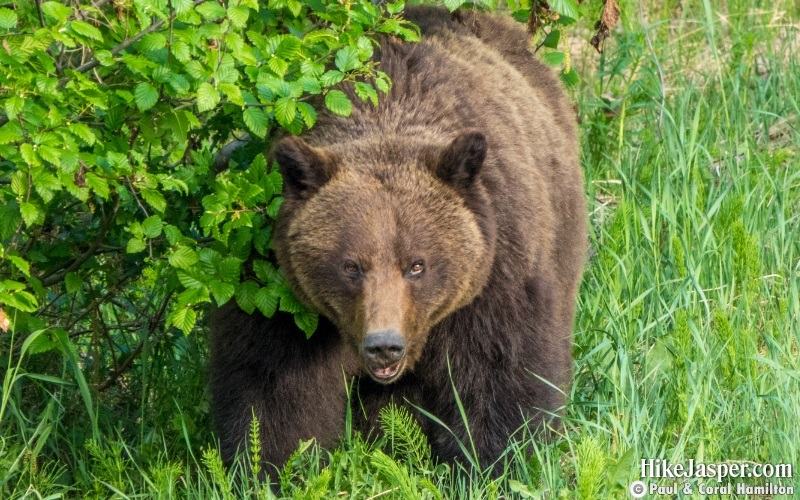 When Bears Attack they are often Silent - Hike Jasper